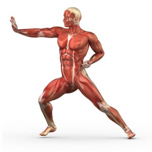 muscle anatomy joints
