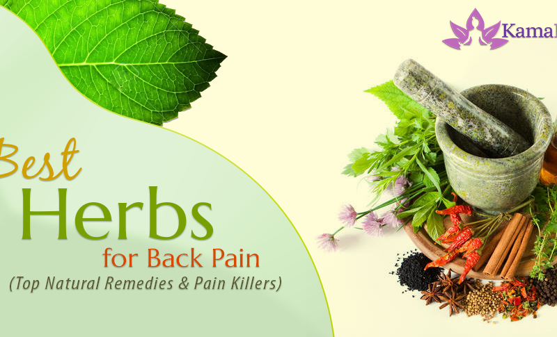 Best Herbs for Back Pain (Top Natural Remedies & Pain Killers)