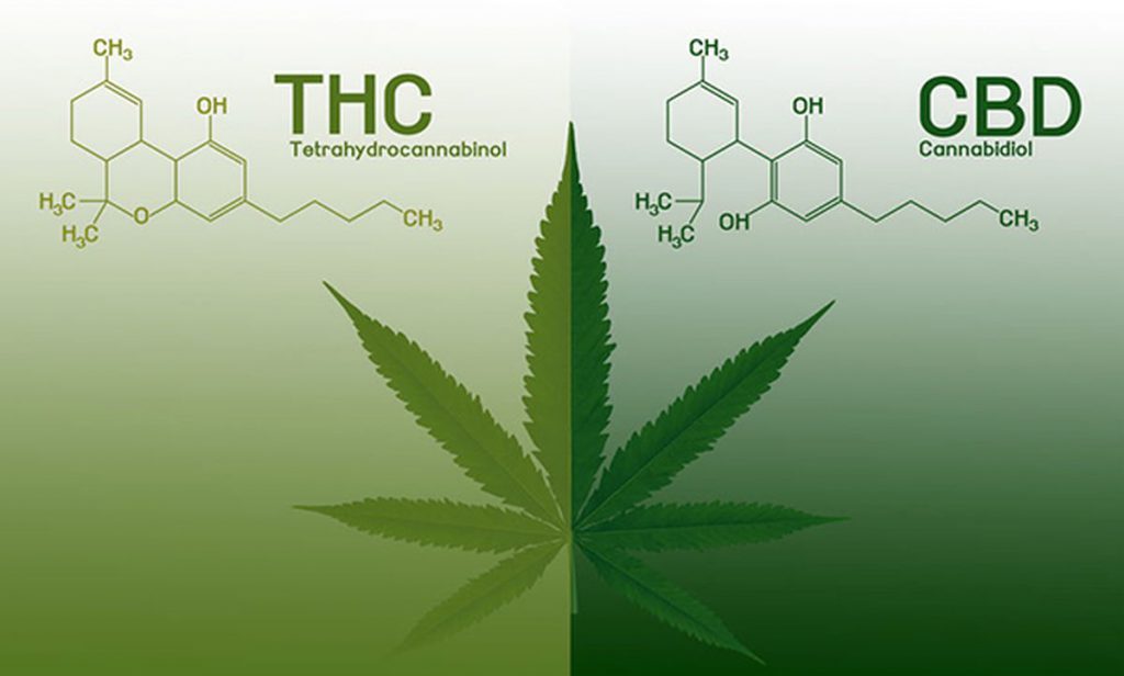 THC vs CBD
