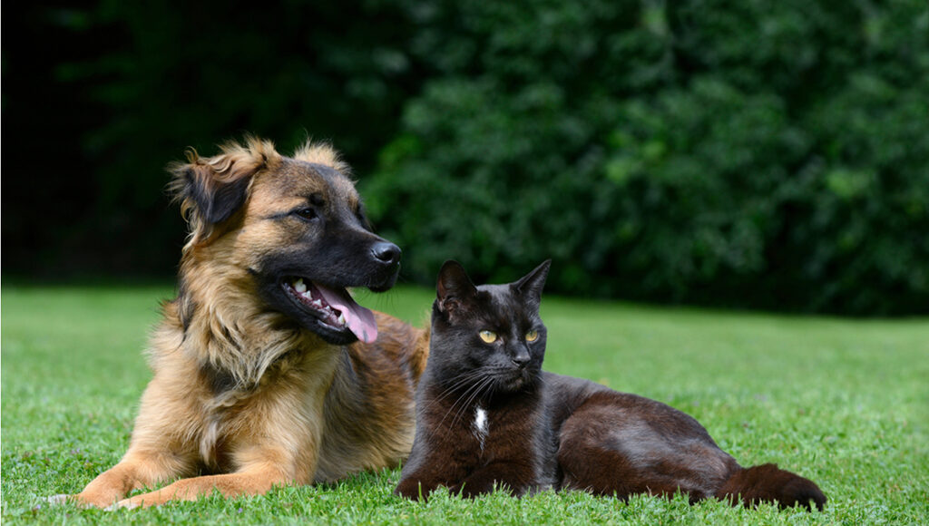 Best CBD Oil for Dogs and Cats with Arthritis