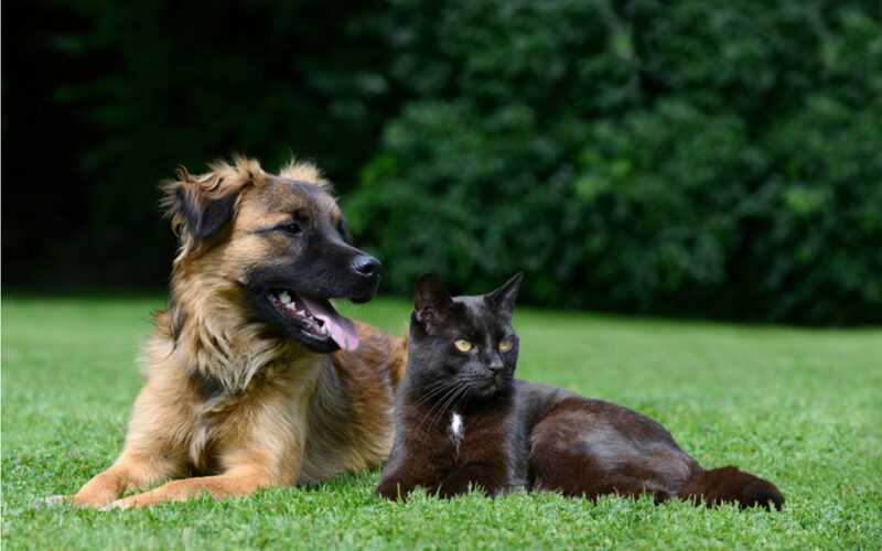 Best CBD Oil for Dogs and Cats with Arthritis