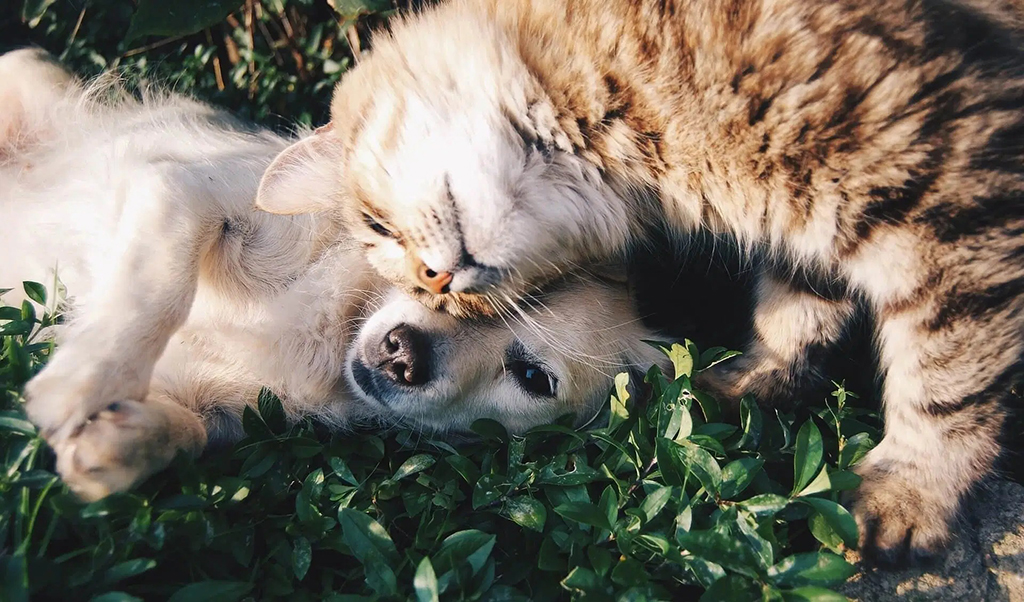 Best CBD Oil for Dogs and Cats with Hernia