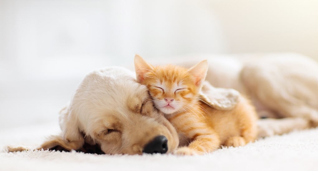  CBD Oil for Cats and Dogs