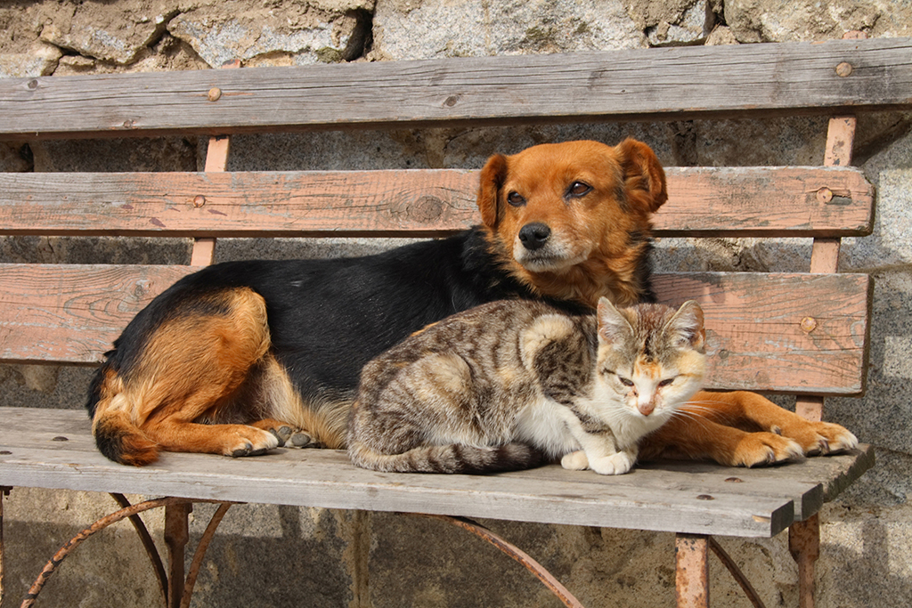 Hernia-In-Dogs-And-Cats