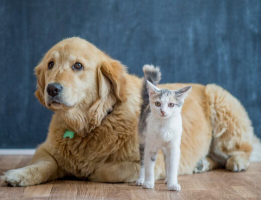 Best CBD Oil for Cats and Dogs with Skin Allergies