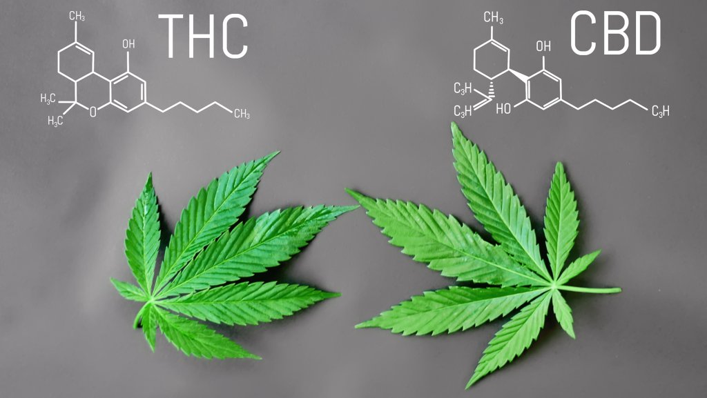 THC vs CDB