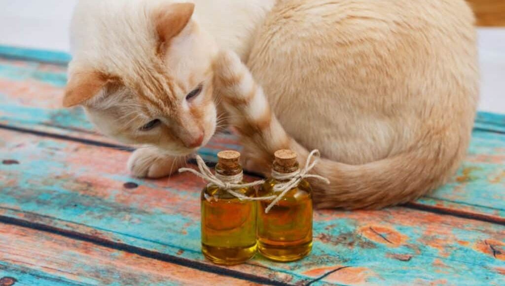 Best CBD Oil for Cats and Dogs with Glaucoma