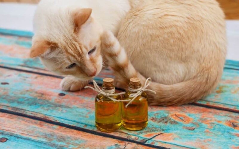 Best CBD Oil for Cats and Dogs with Glaucoma